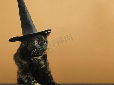 万圣节主题文字摄影照片_有趣的黑色多色猫，戴着黑色帽子，主题是万圣节女巫，橙色背景，有文字位置。