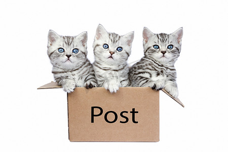 白色纸板箱里的三只幼猫