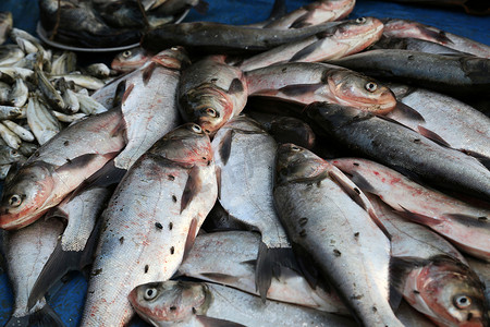 印度西孟加拉邦库姆罗哈利的鱼市