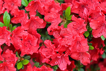 花瓣露珠摄影照片_春天花园里盛开的红杜鹃花和露珠