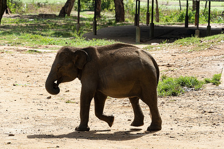 乌德瓦拉维的小象，大象过境回家