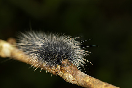 树枝上有白色毛发的黑色毛毛虫（Eupterote tetacea）的图像。