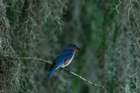 雄性东部蓝鸟 Sialia sialis 栖息在西班牙苔藓上