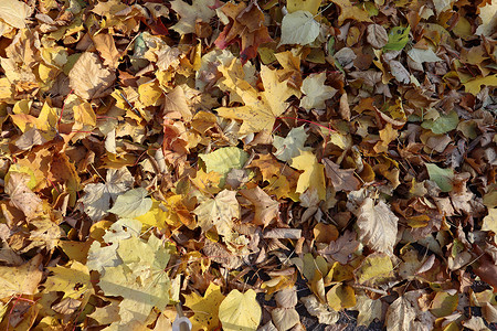 金色九月摄影照片_秋天黄色和金色的叶子在地上。