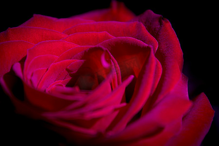 暗背光的红玫瑰