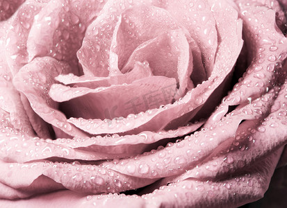 粉红玫瑰的甜美色彩，浪漫色彩的自然花卉背景