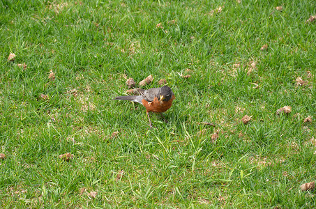 橙色的翅膀摄影照片_绿草或草坪中的橙色金莺鸟
