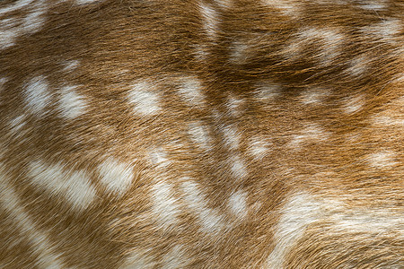 皮肤斑点摄影照片_带有浅棕色和深棕色斑点的小鹿真皮。