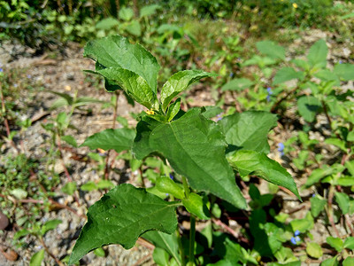 具有自然背景的节点杂草（也称为 Synedrella nodiflora、synderella 杂草）。