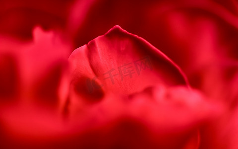 红色邀请卡摄影照片_植物学概念，邀请卡-柔和的焦点，抽象花卉背景，红玫瑰花。