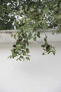 大枣果实摄影照片_阳光下树上的大枣果