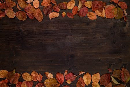 秋季复制空间：深棕色木质背景上红色弗吉尼亚爬山虎（爬山虎）叶子的顶视图，呈红色和橙色色调