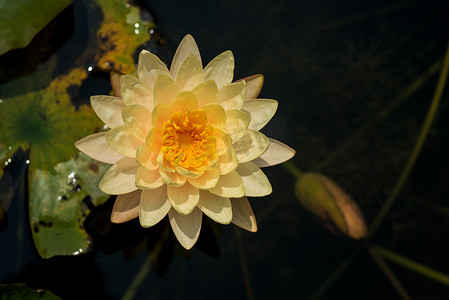 美丽的睡莲或莲花在池塘里。