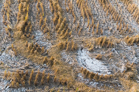 干旱稻田摄影照片_地面干燥龟裂的稻田