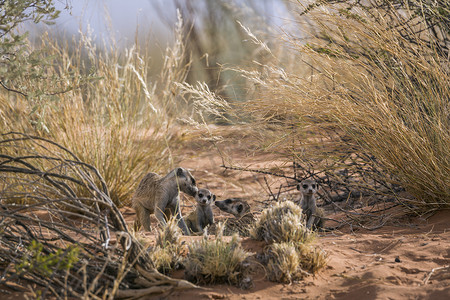 南非 Kgalagadi 跨境公园的猫鼬