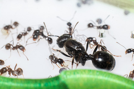 蚂蚁的摄影照片_蚁丘特写中的蚁后收割机结构器