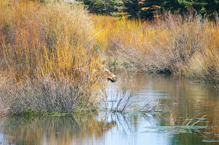 驼鹿躲在湖中的柳树后面