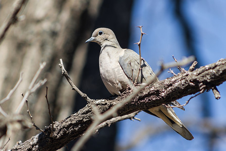一只鸽子栖息在自然栖息地的树枝上