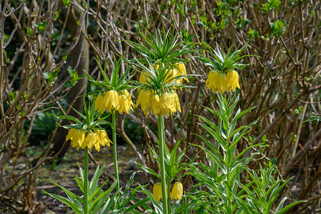 Imperialis Fritillaria 黄帝王百合