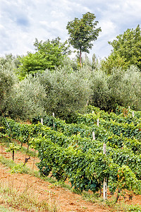 马尔凯的葡萄园和橄榄树