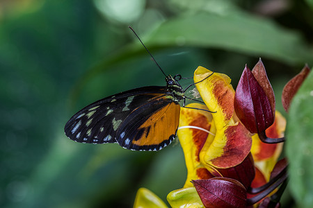 虎虎生威卡通摄影照片_热带橙色黑色虎斑激情蝴蝶