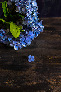 花瓶绣球花摄影照片_蓝色绣球花