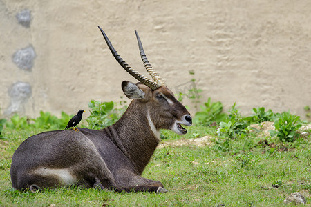常见水羚 (Kobus ellipsiprymnus) 在草地上放松的图像。