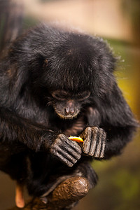 猴子吃橘子摄影照片_怎么已经不见了？