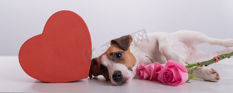 一只可爱的狗躺在心形盒子旁边，手里拿着一束白色背景的粉红玫瑰。
