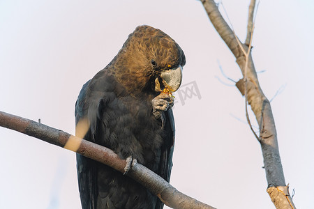 以 allocasuarina diminuta 为食的雄性光面黑凤头鹦鹉