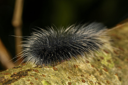 树枝上有白色毛发的黑色毛毛虫（Eupterote tetacea）的图像。