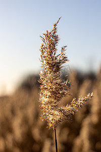 干草、芦苇、茎在金色的夕阳光下随风飘扬的选择性软焦点，