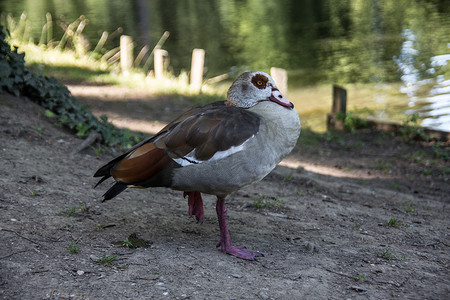 卡通鸭子边框摄影照片_塞恩城堡公园的鸭子