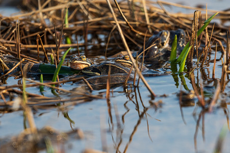 青蛙跳摄影照片_青蛙坐在沼泽里