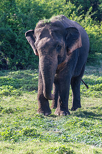 行走在自然保护区的少年雄性亚洲象