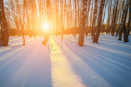 冬季白桦林中的日落或黎明场景。