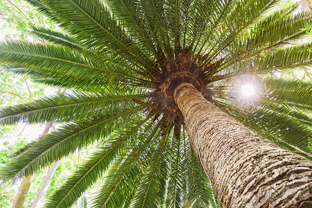 太阳耀斑热带椰枣树。