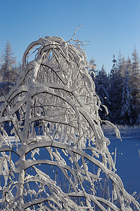白色的冬天，冰湖上白雪皑皑的树枝。