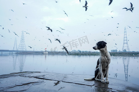 早上遛鸟摄影照片_狗坐在河岸上，许多西伯利亚鸟在天空中飞翔。