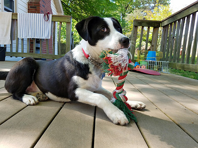 黑色和白色的小狗与红色白色和绿色的玩具