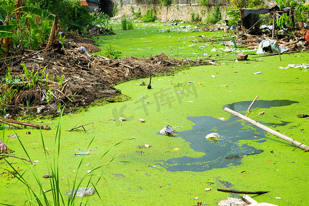 水污染严重摄影照片_浮萍作为水污染的指标
