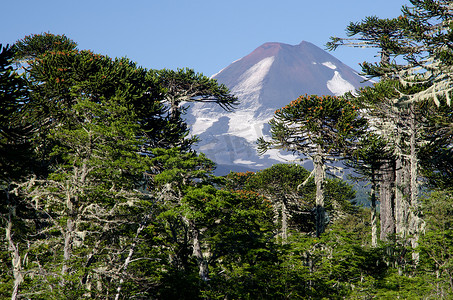 莱马火山和猴谜树和董贝山毛榉混交林。