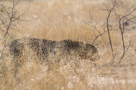 南非克鲁格国家公园的豹