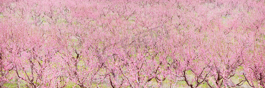 盛开的樱花树花园。
