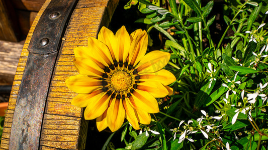 支付宝花呗摄影照片_带橙色条纹的黄色宝花（Mittagsgold / Gazania）