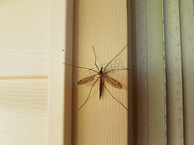 白色房屋壁板上的大型鹤蝇或食蚊虫