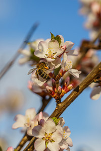 樱花树枝和花园里的蜜蜂