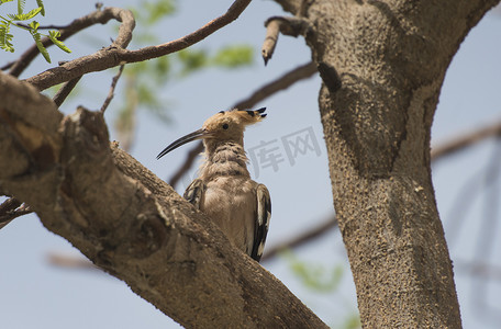 树枝上站着鸟摄影照片_栖息在树枝上的野生戴胜鸟