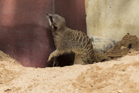 沙上的猫鼬