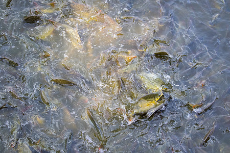 倒钩摄影照片_水中鱼群的图像（Java 倒钩、银倒钩）。